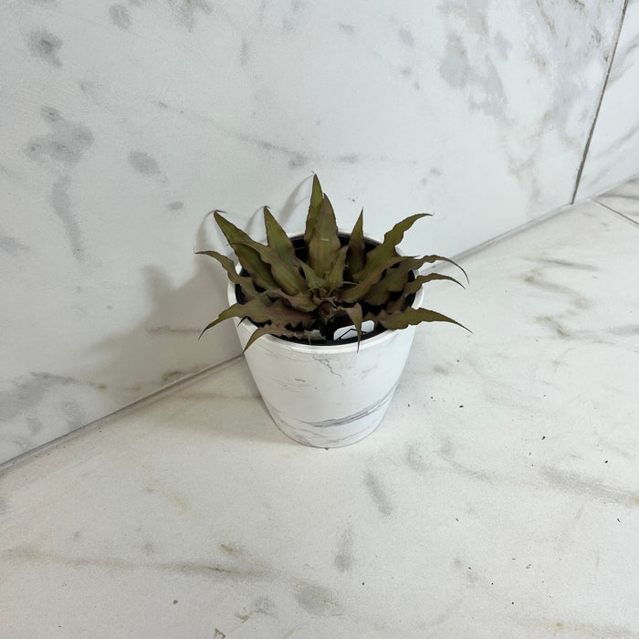 The Plant Farm® Succulents Cryptanthus, 4" Plant