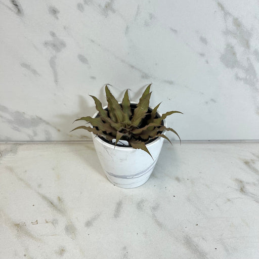 The Plant Farm® Succulents Cryptanthus, 4" Plant