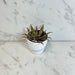 The Plant Farm® Succulents Cryptanthus, 4" Plant