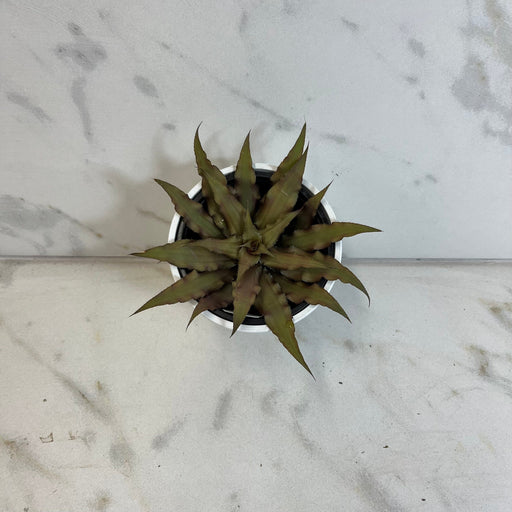 The Plant Farm® Succulents Cryptanthus, 4" Plant