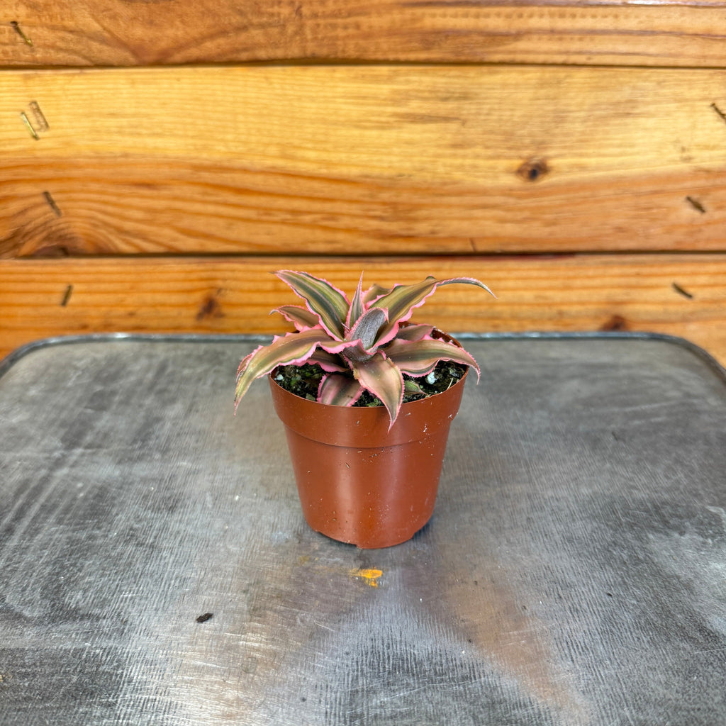 cryptanthus succulent Cryptanthus Pink, 2" Plant