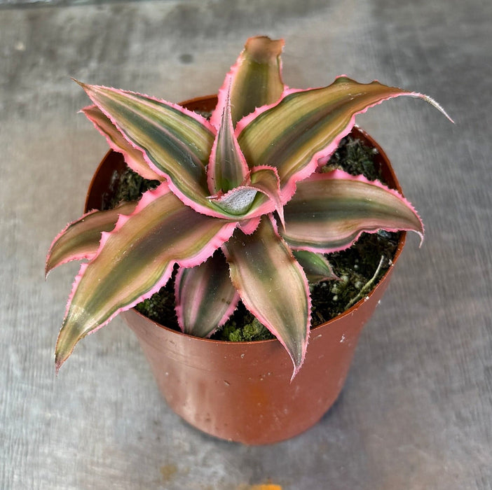 The Plant Farm® Succulents Cryptanthus Pink, 2" Plant
