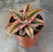 The Plant Farm® Succulents Cryptanthus Pink, 2" Plant