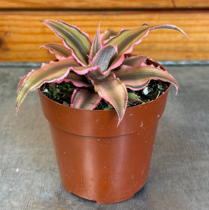 The Plant Farm® Succulents Cryptanthus Pink, 2" Plant