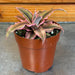 The Plant Farm® Succulents Cryptanthus Pink, 2" Plant