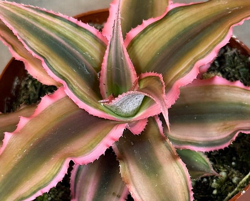 The Plant Farm® Succulents Cryptanthus Pink, 2" Plant