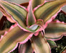 The Plant Farm® Succulents Cryptanthus Pink, 2" Plant