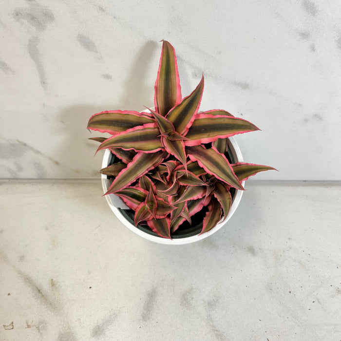 The Plant Farm® Succulents Cryptanthus Pink, 4" Plant