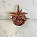 The Plant Farm® Succulents Cryptanthus Pink, 4" Plant