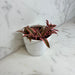 The Plant Farm® Succulents Cryptanthus Pink, 4" Plant
