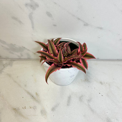 The Plant Farm® Succulents Cryptanthus Pink, 4" Plant