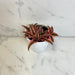 The Plant Farm® Succulents Cryptanthus Pink, 4" Plant