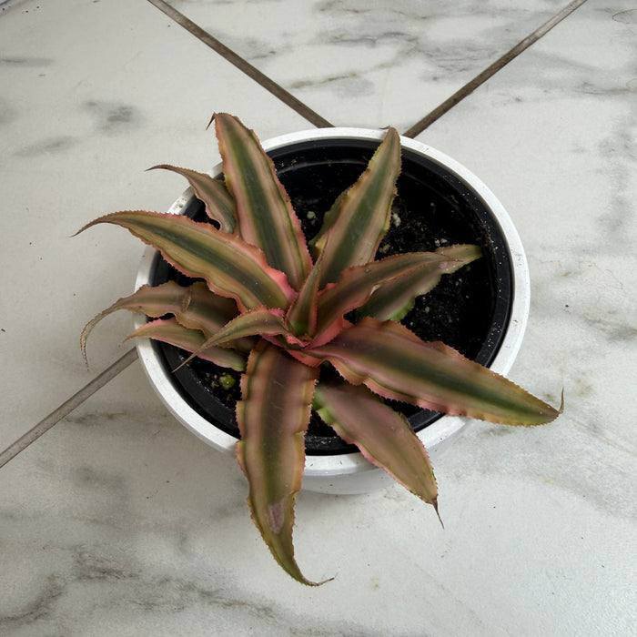 The Plant Farm® Succulents Cryptanthus Pink, 4" Plant