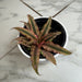 The Plant Farm® Succulents Cryptanthus Pink, 4" Plant