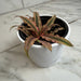 The Plant Farm® Succulents Cryptanthus Pink, 4" Plant