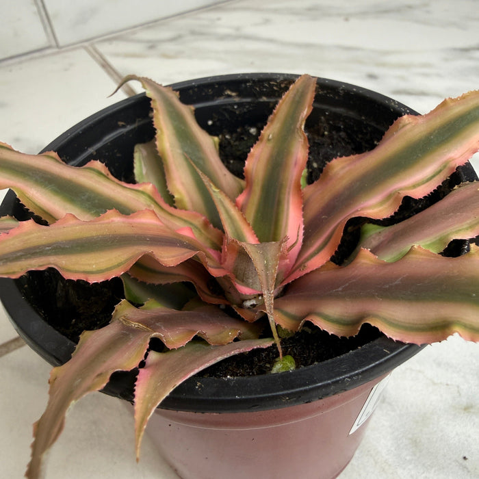 The Plant Farm® Succulents Cryptanthus Pink, 4" Plant
