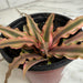 The Plant Farm® Succulents Cryptanthus Pink, 4" Plant