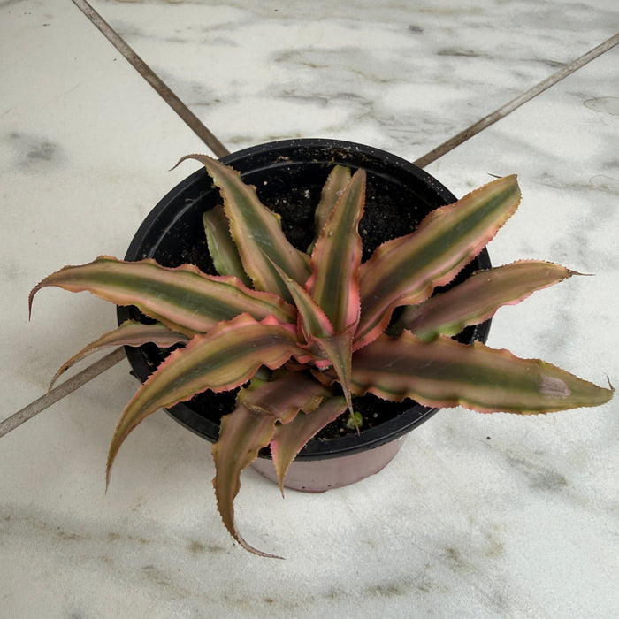 The Plant Farm® Succulents Cryptanthus Pink, 4" Plant