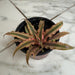 The Plant Farm® Succulents Cryptanthus Pink, 4" Plant