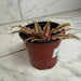 The Plant Farm® Succulents Cryptanthus Pink, 4" Plant