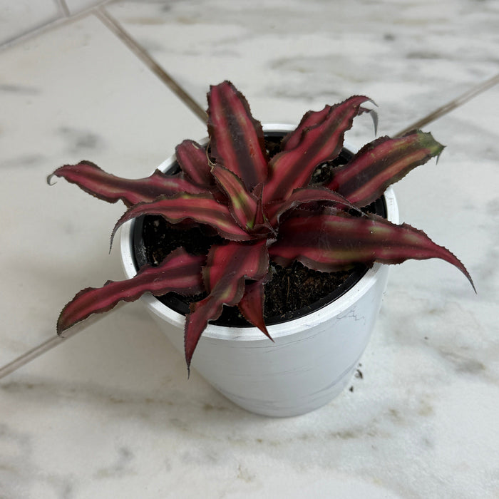 cryptanthus succulent Cryptanthus Red, 4" Plant