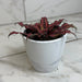 The Plant Farm® Succulents Cryptanthus Red, 4" Plant