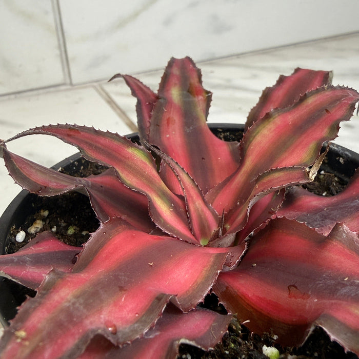 The Plant Farm® Succulents Cryptanthus Red, 4" Plant