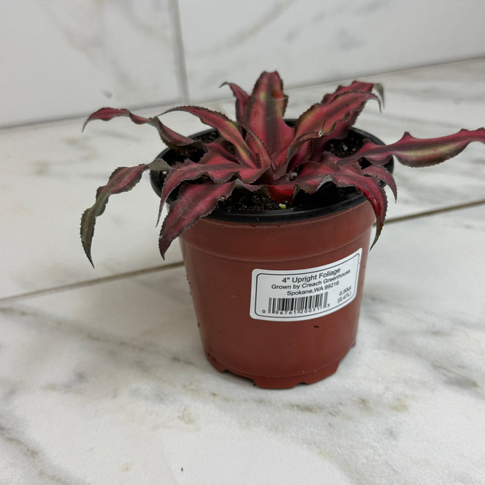The Plant Farm® Succulents Cryptanthus Red, 4" Plant
