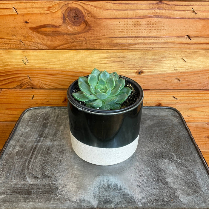 The Plant Farm® Succulents Echeveria Pinguin, 4" Plant