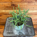 The Plant Farm® Succulents Euphorbia Tirucalli Firesticks Plant, 4" Plant