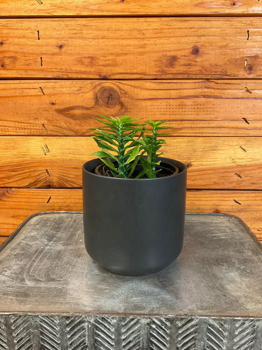 The Plant Farm® Succulents Euphorbia Tithymaloides Nana Green, 4" Plant