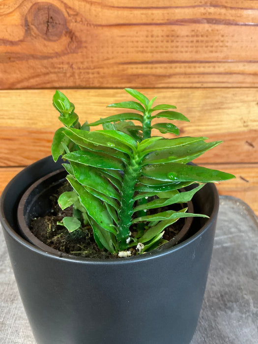 euphorbia potted plant Euphorbia Tithymaloides Nana Green, 4" Plant, The Plant Farm