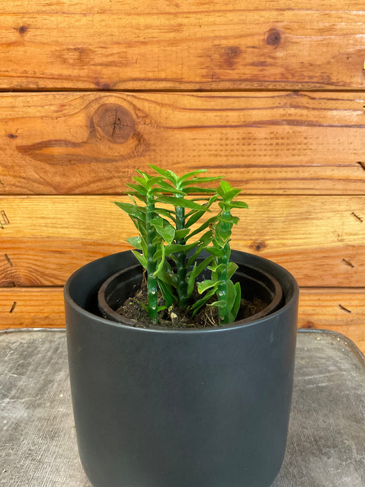 The Plant Farm® Succulents Euphorbia Titymaloides Nana Green, 4" Plant