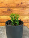 The Plant Farm® Succulents Euphorbia Titymaloides Nana Green, 4" Plant