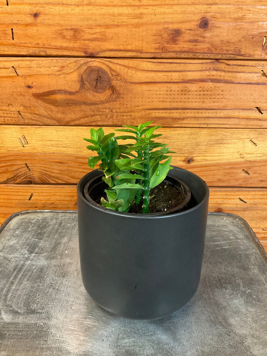 The Plant Farm® Succulents Euphorbia Titymaloides Nana Green, 4" Plant