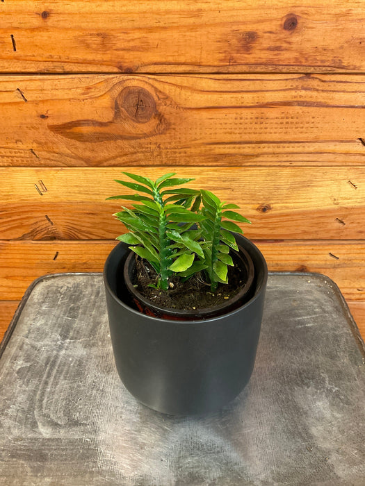 The Plant Farm® Succulents Euphorbia Titymaloides Nana Green, 4" Plant