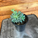 The Plant Farm® Succulents Graptopetalum glassii, 4" Plant