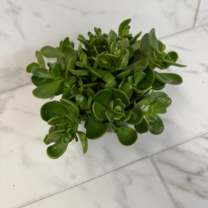 The Plant Farm® Succulents Jacobsenii Trailing Jade, 6" Plant