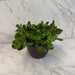 The Plant Farm® Succulents Jacobsenii Trailing Jade, 6" Plant