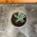 The Plant Farm® Succulents Pachyphytum Compactum, 2" Plant