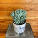 The Plant Farm® Succulents Pachyveria Blue, 6" Plant
