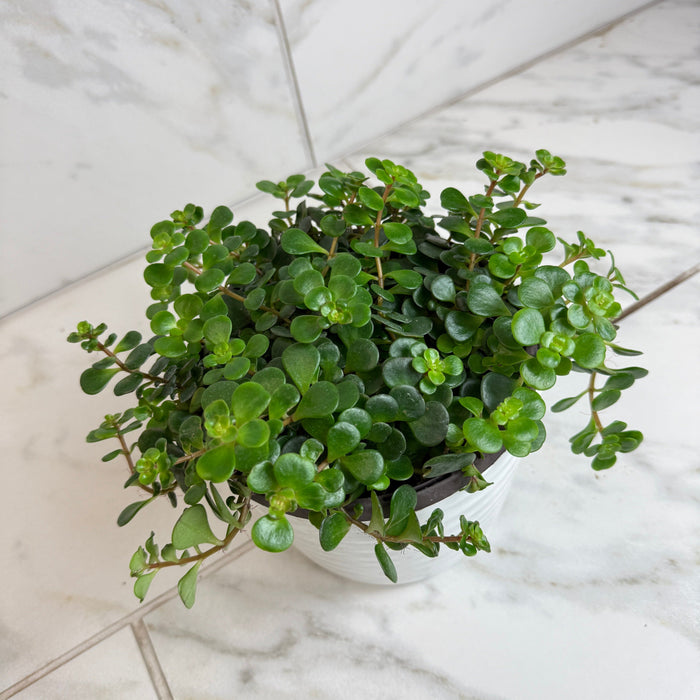 The Plant Farm® Succulents Sedum Coral Reef Succulent, 6" Plant