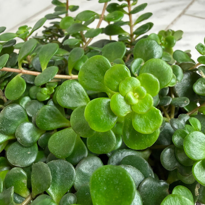 The Plant Farm® Succulents Sedum Coral Reef Succulent, 6" Plant