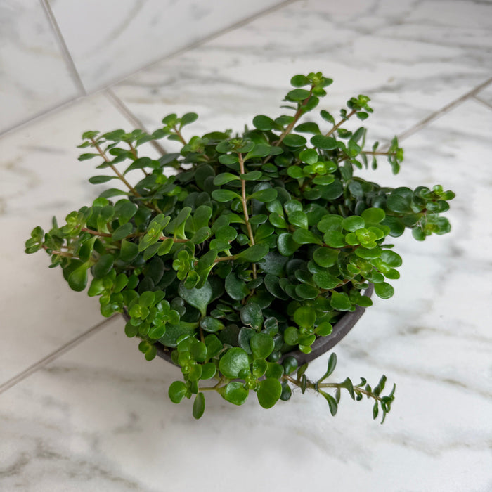 The Plant Farm® Succulents Sedum Coral Reef Succulent, 6" Plant