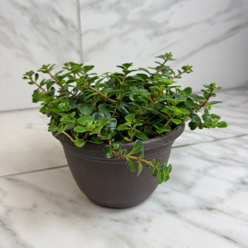 The Plant Farm® Succulents Sedum Coral Reef Succulent, 6" Plant