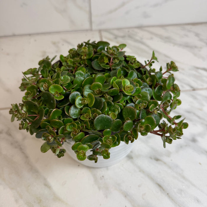 The Plant Farm® Succulents Sedum Coral Reef Succulent, 6" Plant