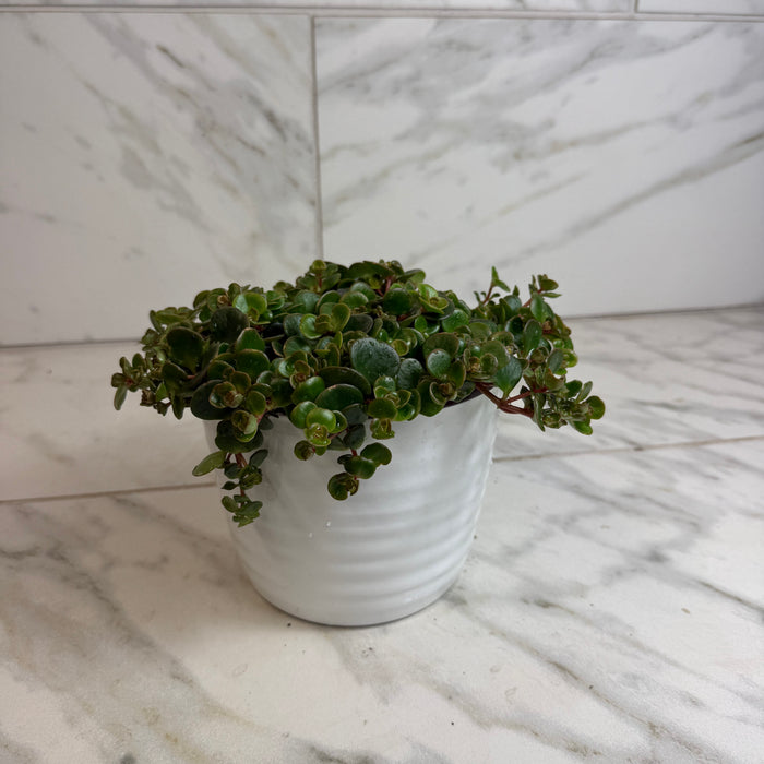 The Plant Farm® Succulents Sedum Coral Reef Succulent, 6" Plant