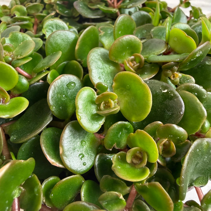 The Plant Farm® Succulents Sedum Coral Reef Succulent, 6" Plant