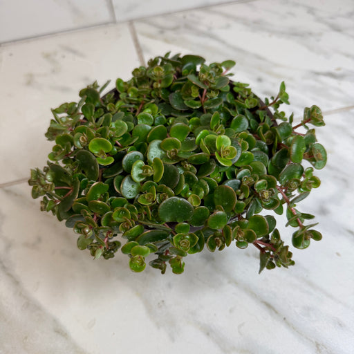 The Plant Farm® Succulents Sedum Coral Reef Succulent, 6" Plant