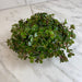 The Plant Farm® Succulents Sedum Coral Reef Succulent, 6" Plant